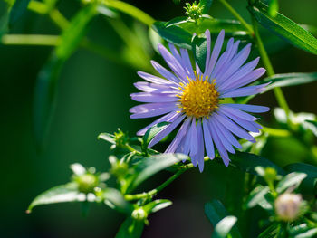 Close-up of purple flowering plant