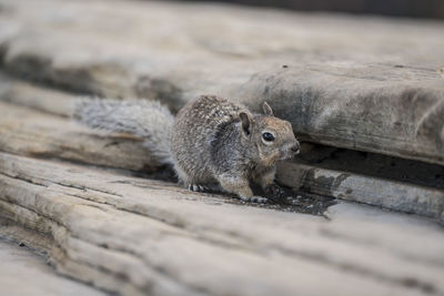 Close-up of a squirrel