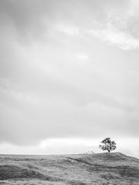 Lonely tree on the kent coast