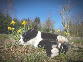 View of cat on field