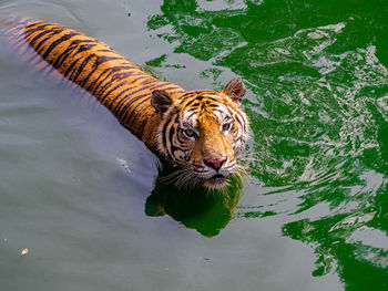High angle view of cat in lake