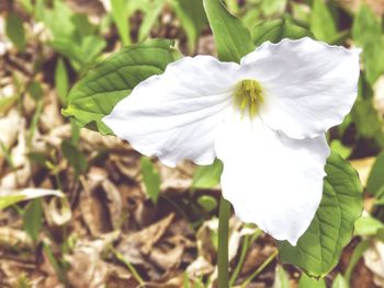 Close-up of white flowers