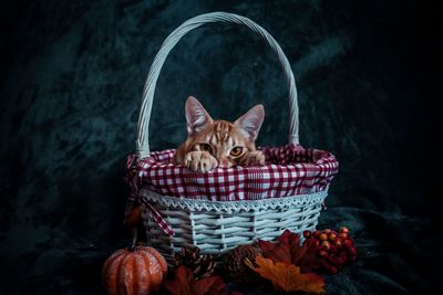 Portrait of kitten in basket