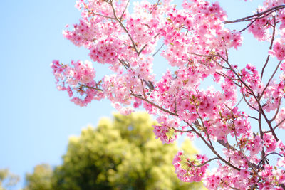 Low angle view of pink cherry blossoms in spring