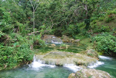 Scenic view of waterfall in forest