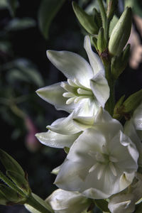 Close-up of white flowering plant