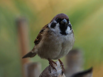 Close-up of bird perching on branch