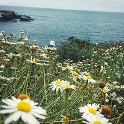 Close-up of white daisy flowers in pond