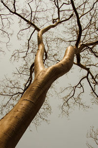 Low angle view of bare tree against sky