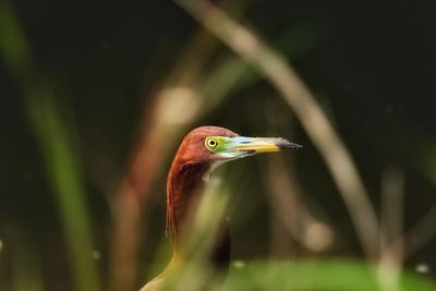 Close-up of a bird