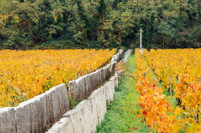 View of yellow flowering plants in forest