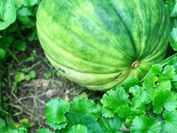 Close-up of pumpkin