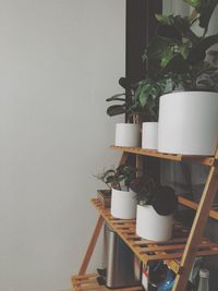 Close-up of potted plant on table at home