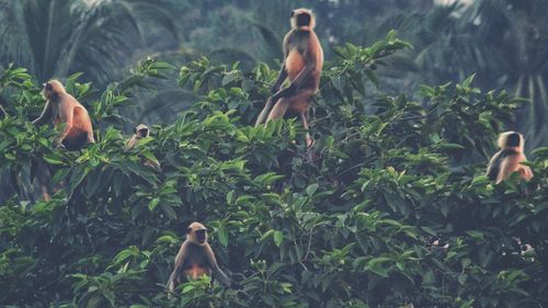 Monkeys in a green plants