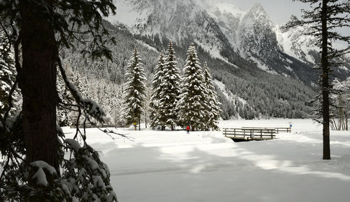 Pine trees on snow covered mountain