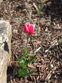 High angle view of pink crocus flower on field