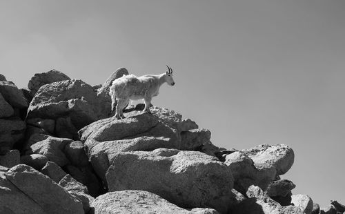 Low angle view of animal on rock against sky