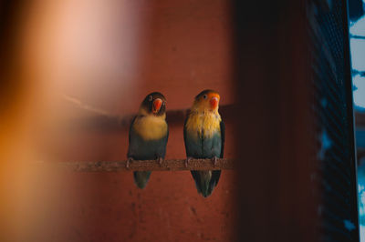 Two birds in the cage