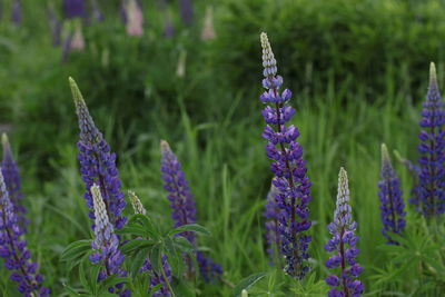 Purple flowers blooming on field