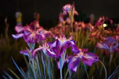 Close-up of purple flowering plant on field