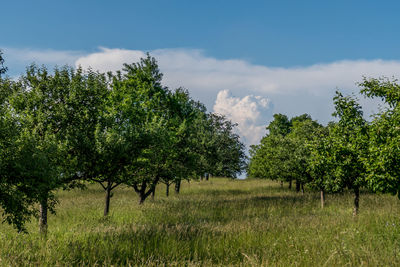 Trees on field against sky