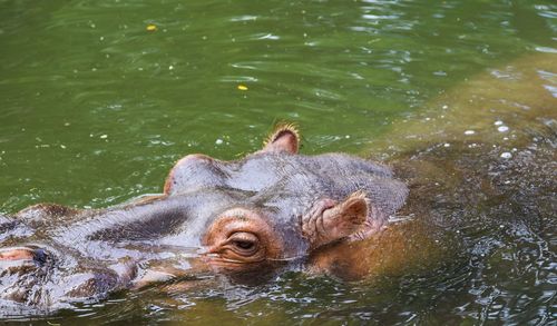 Close-up of turtle swimming in river