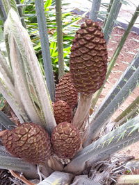 Close-up of fresh fruit on tree in field