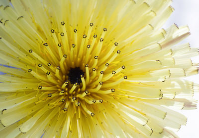 Close-up of yellow flowering plant