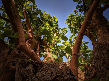 Low angle view of tree against sky