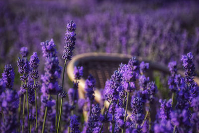 Close-up of purple flowering plants on field