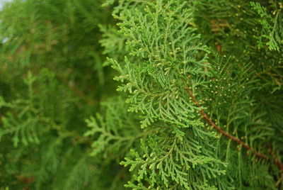 Close-up of pine tree leaves