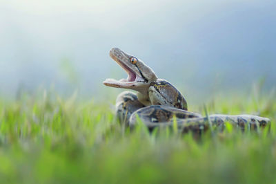 Close-up of anger snake on grassy field