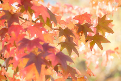 Close-up of maple leaves on tree