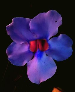 Close-up of purple flower