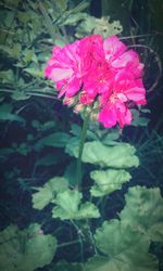 Close-up of pink flowers blooming outdoors