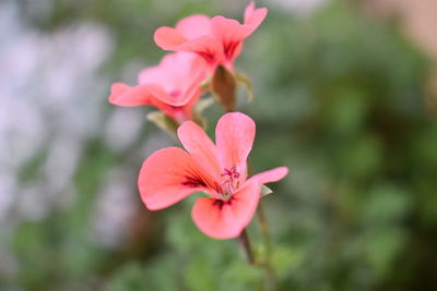 Close-up of pink flowers