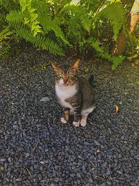 High angle view of cat on leaf