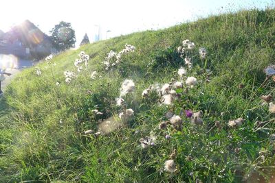 Plants growing on grassy field