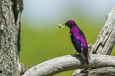 Close-up of a bird perching on tree trunk