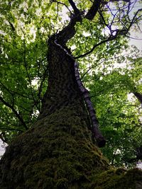 Low angle view of tree in forest