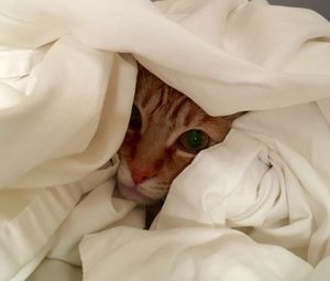 Close-up of cat hiding on bed