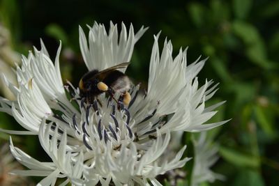 Close-up of bee on flower