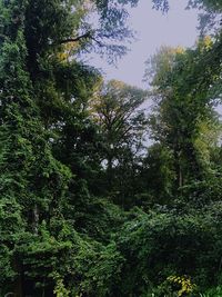 Low angle view of trees in forest against sky