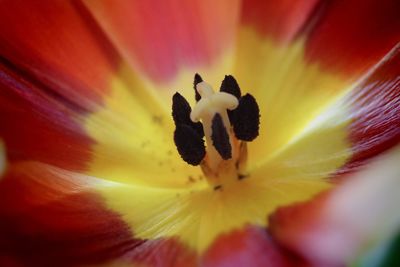 Close-up of yellow flower