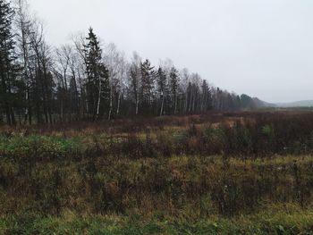 Trees on field against sky