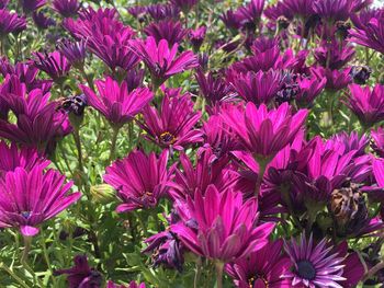 High angle view of pink flowering plants on field