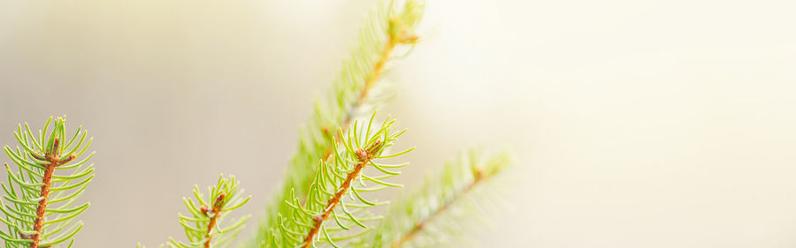 Close-up of fresh plant