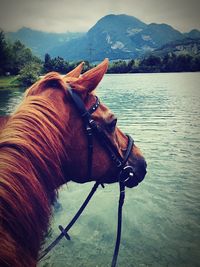 Horse in a lake