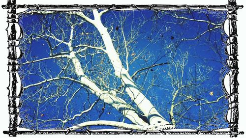 Bare trees against blue sky