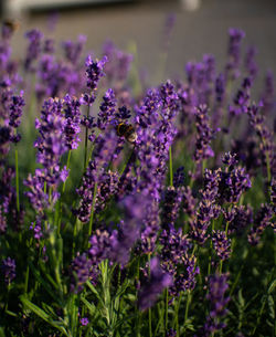 Close-up of purple flowering plants on field